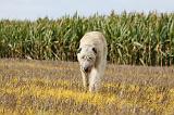 IRISH WOLFHOUND 092